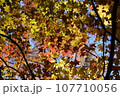 山梨県　日向山の紅葉 107710056