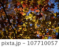 山梨県　日向山の紅葉 107710057