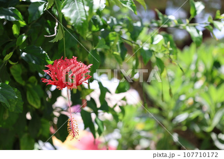 赤いフウリンブッソウゲの花 赤いフウリンブッソウゲの花 107710172