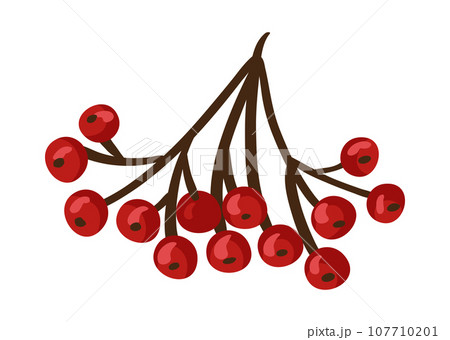 Viburnum fruits or berries icon, food from farm garden and wild forest, vector. Autumn brunch ripe harvest for jam or juice package food ingredient, natural organic sweet berries. Thanksgiving Day 107710201