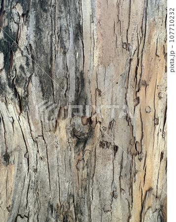 木肌テクスチャ3 107710232