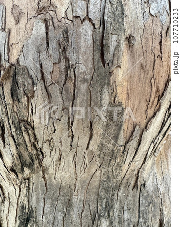 木肌テクスチャ4 107710233