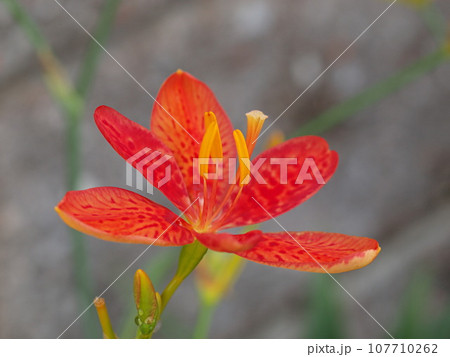 アルストロメリアの花のアップ 107710262