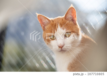 窓辺の猫 茶トラ白 窓辺の猫 茶トラ白 107710805