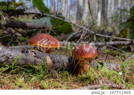 倒木とハナイグチ 107711068