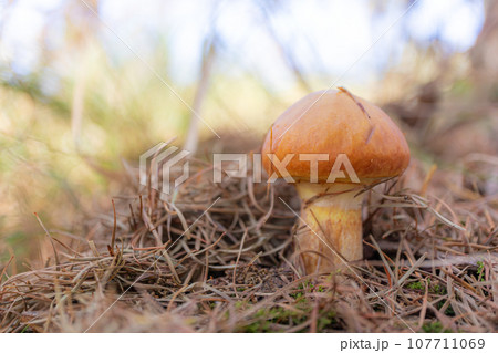 落葉きのこハナイグチ 107711069