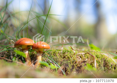 ふたつのハナイグチ横 ふたつのハナイグチ横 107711070