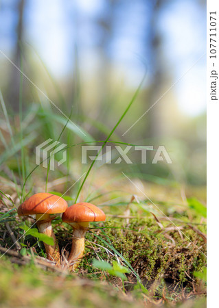 ふたつのハナイグチ縦 ふたつのハナイグチ縦 107711071