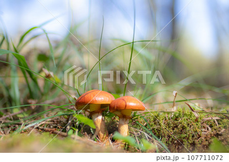 カラマツ林のハナイグチ カラマツ林のハナイグチ 107711072