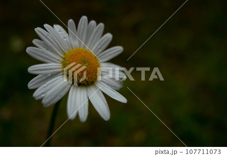 雫がついたマーガレット 雫がついたマーガレット 107711073