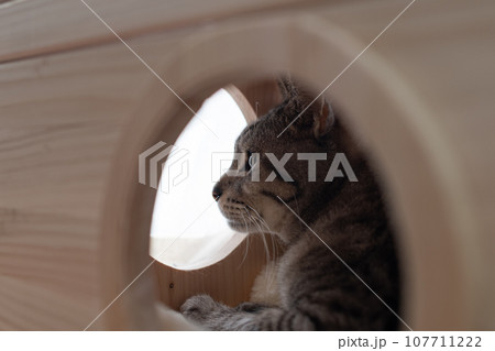 小屋の中に入る猫　サバトラ猫 107711222