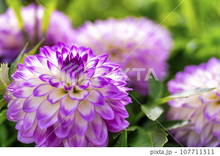 秋の風景　鮮やかに咲いたダリヤ　川西ダリヤ園　山形県川西町 107711311
