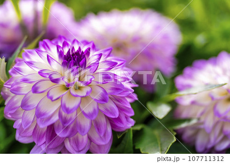 秋の風景　鮮やかに咲いたダリヤ　川西ダリヤ園　山形県川西町 107711312