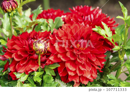 秋の風景 鮮やかに咲いたダリヤ 川西ダリヤ園 山形県川西町 秋の風景 鮮やかに咲いたダリヤ 川西ダリヤ園 山形県川西町 107711333