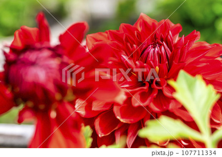 秋の風景　鮮やかに咲いたダリヤ　川西ダリヤ園　山形県川西町 107711334