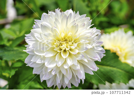 秋の風景　鮮やかに咲いたダリヤ　川西ダリヤ園　山形県川西町 107711342
