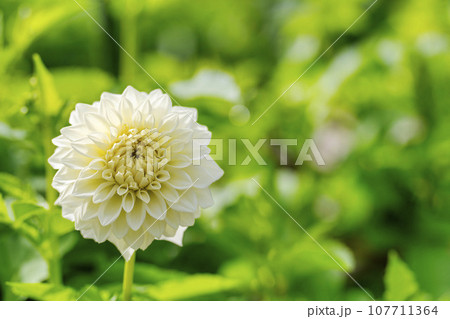 秋の風景 鮮やかに咲いたダリヤ 川西ダリヤ園 山形県川西町 秋の風景 鮮やかに咲いたダリヤ 川西ダリヤ園 山形県川西町 107711364
