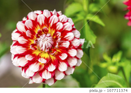 秋の風景　鮮やかに咲いたダリヤ　川西ダリヤ園　山形県川西町 107711374