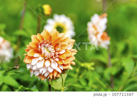 秋の風景　鮮やかに咲いたダリヤ　川西ダリヤ園　山形県川西町 107711387