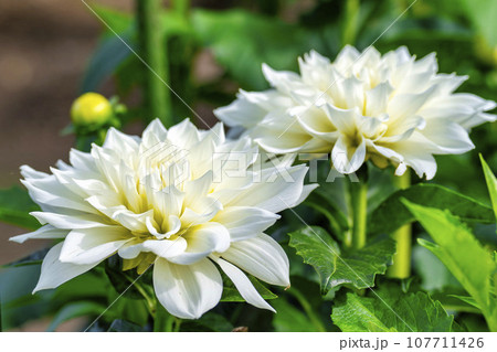 秋の風景　鮮やかに咲いたダリヤ　川西ダリヤ園　山形県川西町 107711426