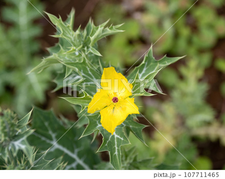 アザミゲシの花 107711465