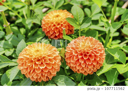 秋の風景 鮮やかに咲いたダリヤ 川西ダリヤ園 山形県川西町 秋の風景 鮮やかに咲いたダリヤ 川西ダリヤ園 山形県川西町 107711562