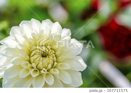 秋の風景 鮮やかに咲いたダリヤ 川西ダリヤ園 山形県川西町 秋の風景 鮮やかに咲いたダリヤ 川西ダリヤ園 山形県川西町 107711575