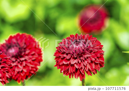 秋の風景　鮮やかに咲いたダリヤ　川西ダリヤ園　山形県川西町 107711576