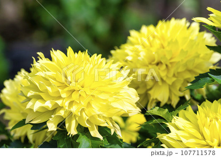 秋の風景 鮮やかに咲いたダリヤ 川西ダリヤ園 山形県川西町 秋の風景 鮮やかに咲いたダリヤ 川西ダリヤ園 山形県川西町 107711578