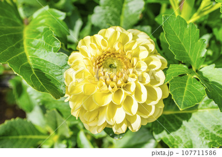 秋の風景　鮮やかに咲いたダリヤ　川西ダリヤ園　山形県川西町 107711586