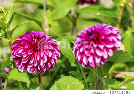 秋の風景　鮮やかに咲いたダリヤ　川西ダリヤ園　山形県川西町 107711596