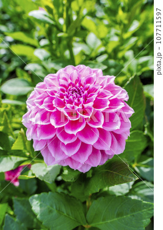 秋の風景　鮮やかに咲いたダリヤ　川西ダリヤ園　山形県川西町 107711597