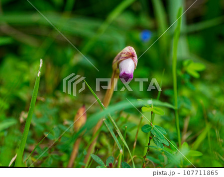寄生植物ハマウツボ科ナンバンギセルの赤紫色の花 107711865