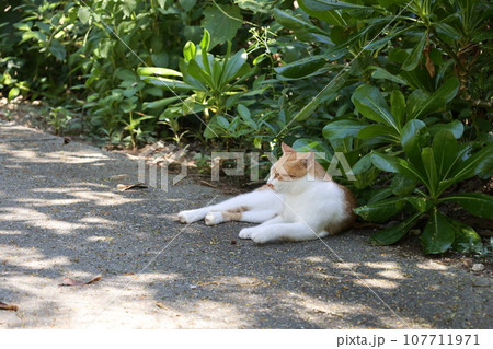 晴れた日に木陰で横たわる猫 晴れた日に木陰で横たわる猫 107711971