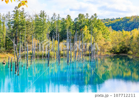 【北海道】美瑛町の青い池 【北海道】美瑛町の青い池 107712211