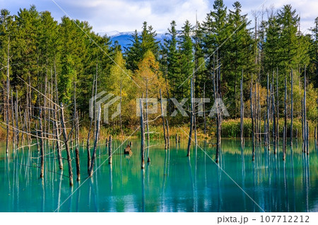 【北海道】美瑛町の青い池 107712212