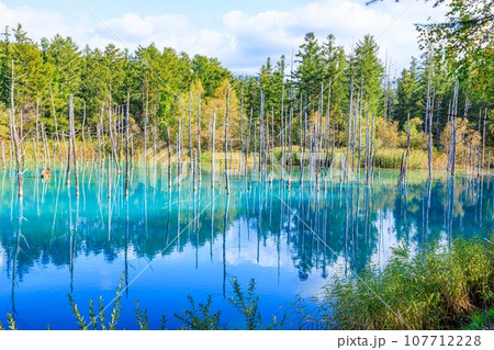 【北海道】美瑛町の青い池 107712228