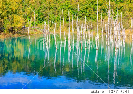 【北海道】美瑛町の青い池 【北海道】美瑛町の青い池 107712241