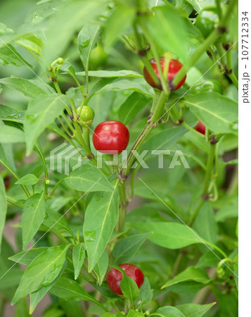 丸唐辛子 丸唐辛子 107712334