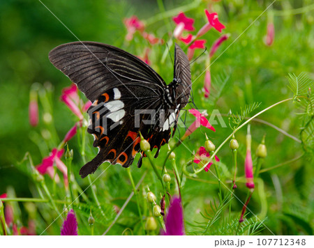 日本産アゲハ蝶最大級の蝶モンキアゲハ♂の吸蜜 107712348