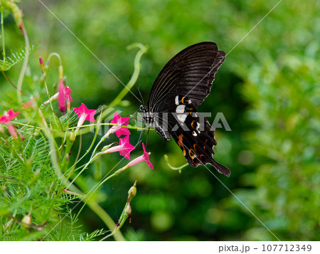日本産アゲハ蝶最大級の蝶モンキアゲハ♂の吸蜜 日本産アゲハ蝶最大級の蝶モンキアゲハ♂の吸蜜 107712349
