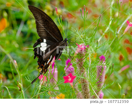 日本産アゲハ蝶最大級の蝶モンキアゲハ♂の吸蜜 日本産アゲハ蝶最大級の蝶モンキアゲハ♂の吸蜜 107712350