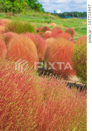 愛知牧場、紅葉するコキア〈愛知県日進市〉 107712447