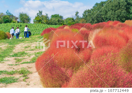 愛知牧場、紅葉するコキア〈愛知県日進市〉 107712449