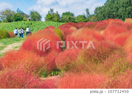 愛知牧場、紅葉するコキア〈愛知県日進市〉 愛知牧場、紅葉するコキア〈愛知県日進市〉 107712450