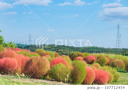愛知牧場、紅葉するコキア〈愛知県日進市〉 愛知牧場、紅葉するコキア〈愛知県日進市〉 107712454
