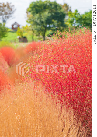 愛知牧場、紅葉するコキア〈愛知県日進市〉 107712611