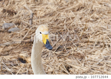 北海道の春に訪れるハクチョウ 107712644