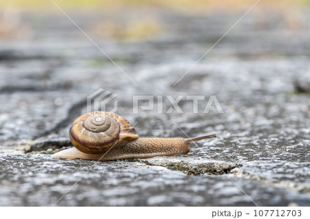 路上を這うカタツムリ（ナミマイマイ） 107712703
