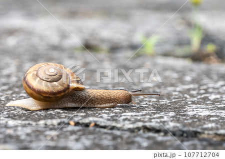 路上を這うカタツムリ(ナミマイマイ) 路上を這うカタツムリ(ナミマイマイ) 107712704